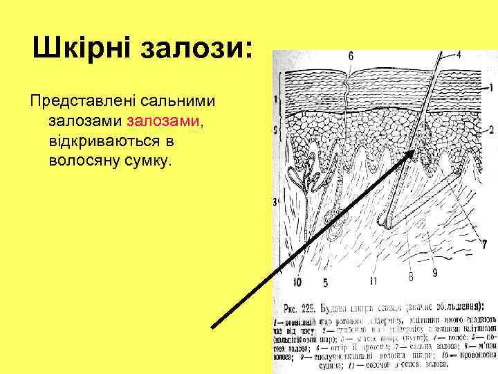 Шкірні залози: Представлені сальними залозами, відкриваються в волосяну сумку. 