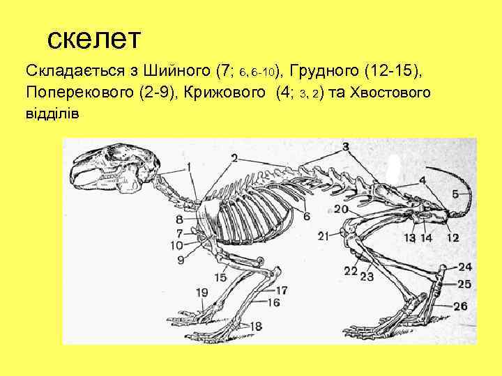 скелет Складається з Шийного (7; 6, 6 -10), Грудного (12 -15), Поперекового (2 -9),