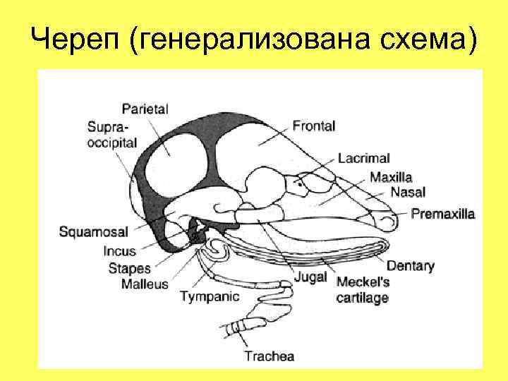 Череп (генерализована схема) 