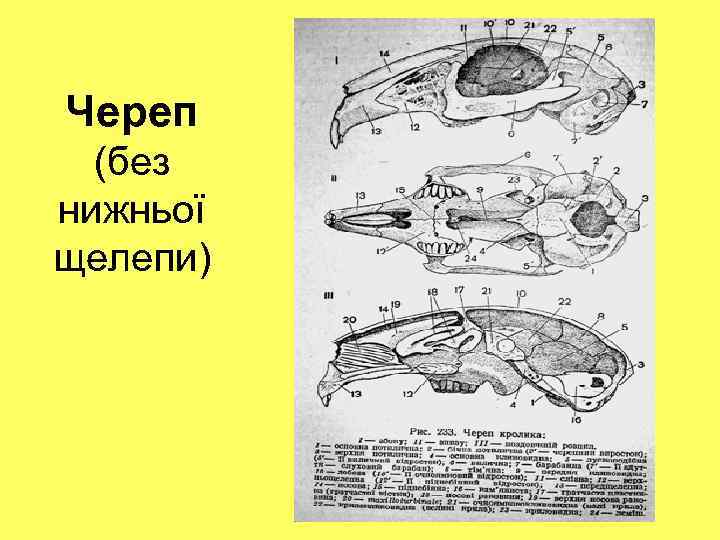 Череп (без нижньої щелепи) 