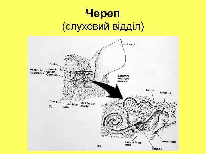 Череп (слуховий відділ) 