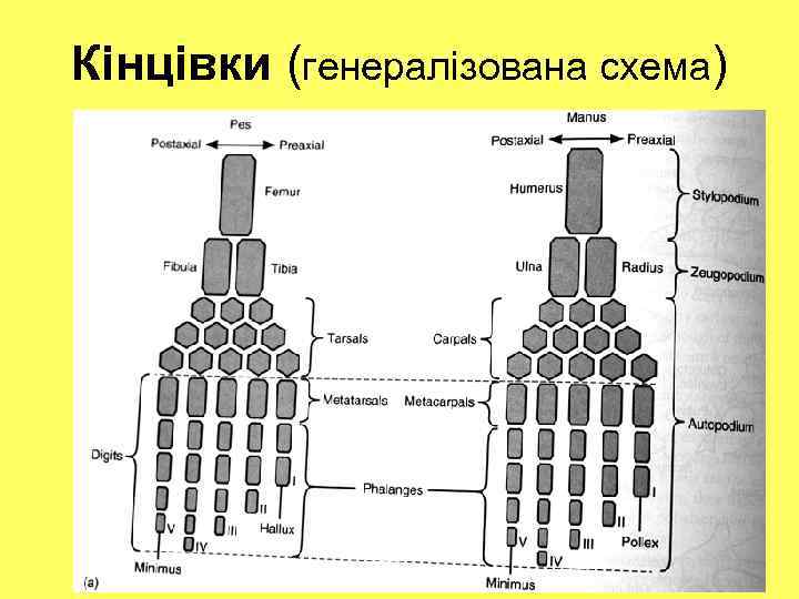 Кінцівки (генералізована схема) 