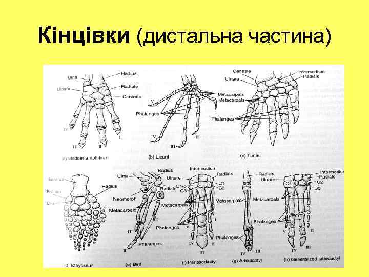 Кінцівки (дистальна частина) 