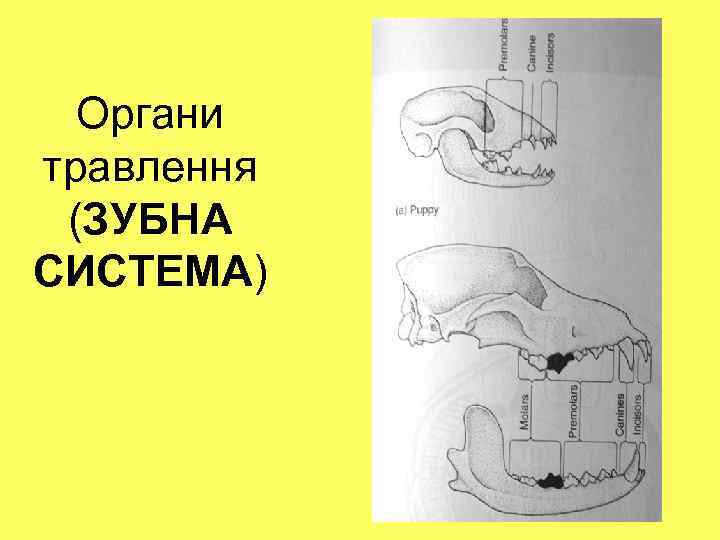 Органи травлення (ЗУБНА СИСТЕМА) 