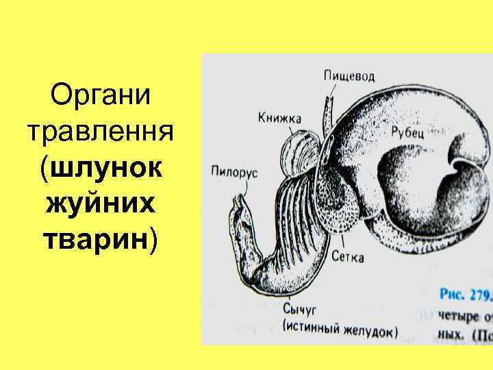 Органи травлення (шлунок жуйних тварин) 