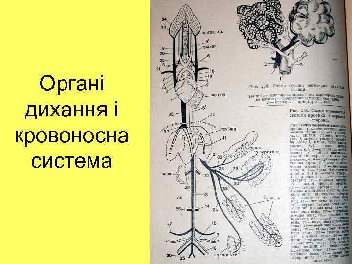 Органі дихання і кровоносна система 