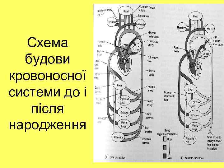 Схема будови кровоносної системи до і після народження 