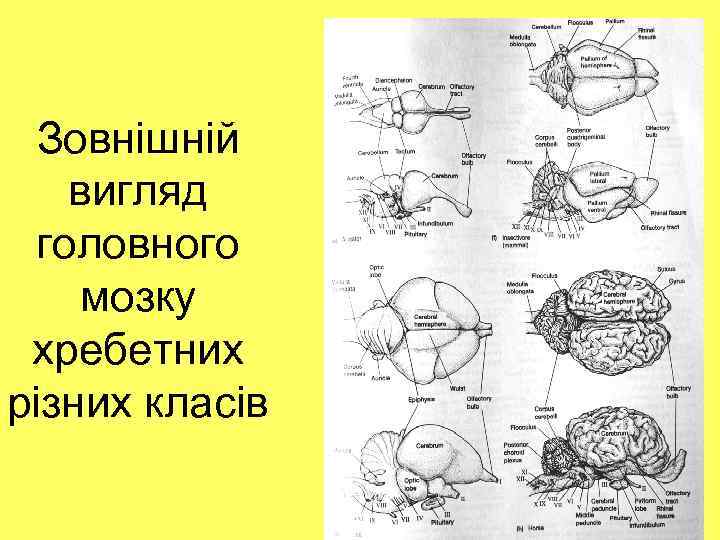 Зовнішній вигляд головного мозку хребетних різних класів 