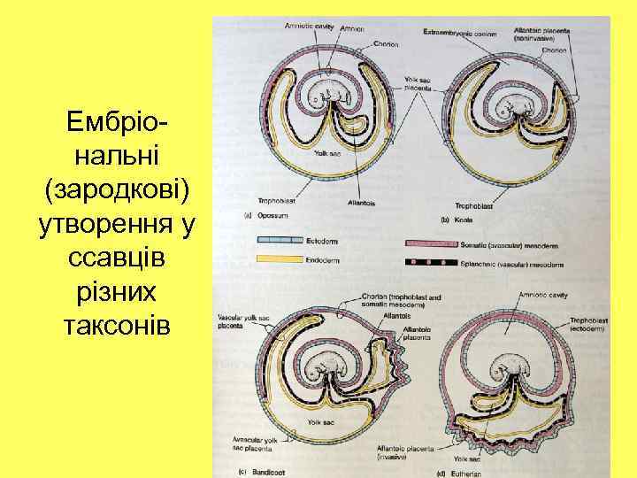 Ембріональні (зародкові) утворення у ссавців різних таксонів 