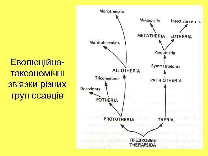 Еволюційнотаксономічні зв’язки різних груп ссавців 