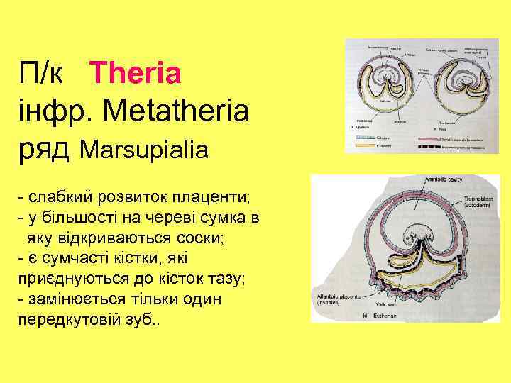 П/к Theria інфр. Metatheria ряд Marsupialia - слабкий розвиток плаценти; - у більшості на