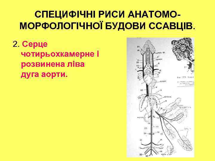 СПЕЦИФІЧНІ РИСИ АНАТОМОМОРФОЛОГІЧНОЇ БУДОВИ ССАВЦІВ. 2. Серце чотирьохкамерне і розвинена ліва дуга аорти. 