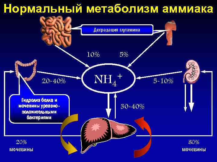 Нормальный метаболизм аммиака Деградация глутамина 10% 20 -40% Гидролиз белка и мочевины уреазноположительными бактериями