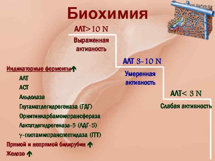 Биохимия АЛТ>10 N Выраженная активность Индикаторные ферменты АЛТ АСТ Альдолаза Глутаматдегидрогеназа (ГДГ) Орнитинкарбамоилтрансфераза Лактатдегидрогеназа-5