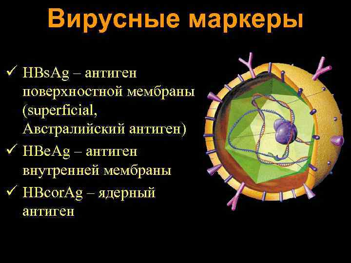 Австралийский антиген это. Австралийский антиген HBSAG. Ядерные антигены. Ядерный антиген гепатита в. Австралийский антиген маркеры.