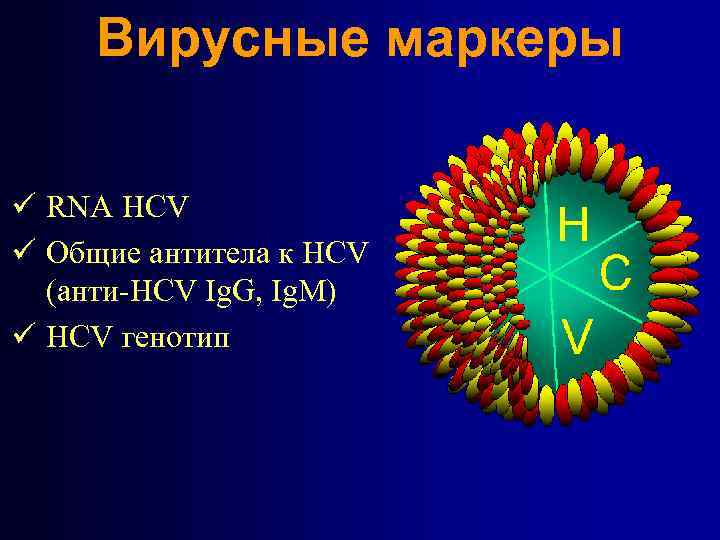 Вирусные маркеры ü RNA HCV ü Общие антитела к HCV (анти-HCV Ig. G, Ig.