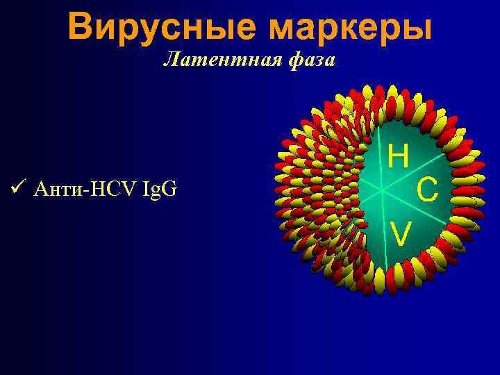 Вирусные маркеры Латентная фаза ü Анти-HCV Ig. G 