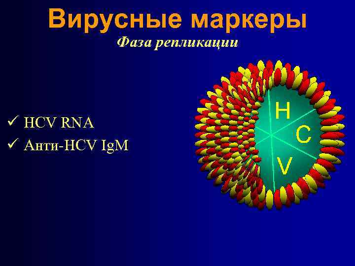Вирусные маркеры Фаза репликации ü HCV RNA ü Анти-HCV Ig. M 