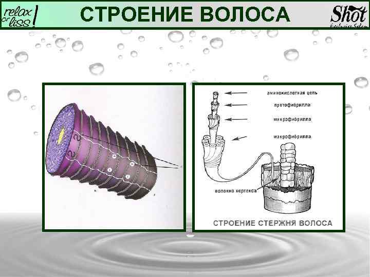 СТРОЕНИЕ ВОЛОСА 