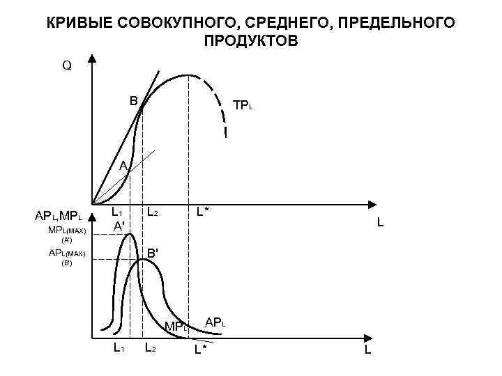 КРИВЫЕ СОВОКУПНОГО, СРЕДНЕГО, ПРЕДЕЛЬНОГО ПРОДУКТОВ Q B TPL A APL, MPL(MAX) L 1 A'