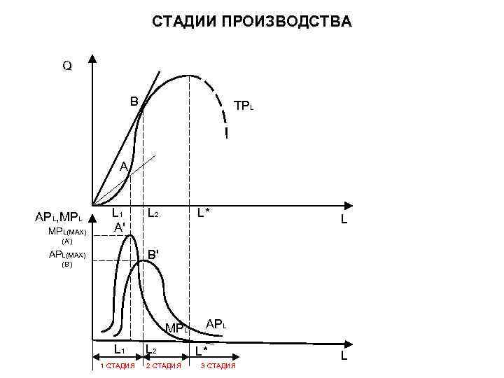 СТАДИИ ПРОИЗВОДСТВА Q B TPL A APL, MPL(MAX) L 1 A' L 2 L*