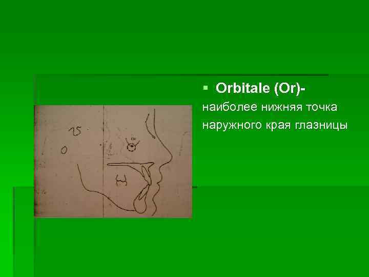 § Orbitale (Or)наиболее нижняя точка наружного края глазницы 