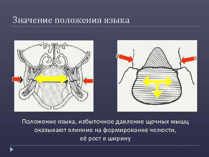 Что значит положение. Правильное положение языка в покое. Положение языка в состоянии покоя. Нормальное положение языка в покое.