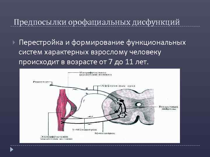 Предпосылки орофациальных дисфункций Перестройка и формирование функциональных систем характерных взрослому человеку происходит в возрасте