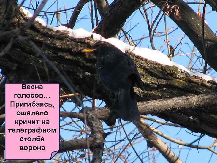 Весна голосов… Пригибаясь, ошалело кричит на телеграфном столбе ворона 