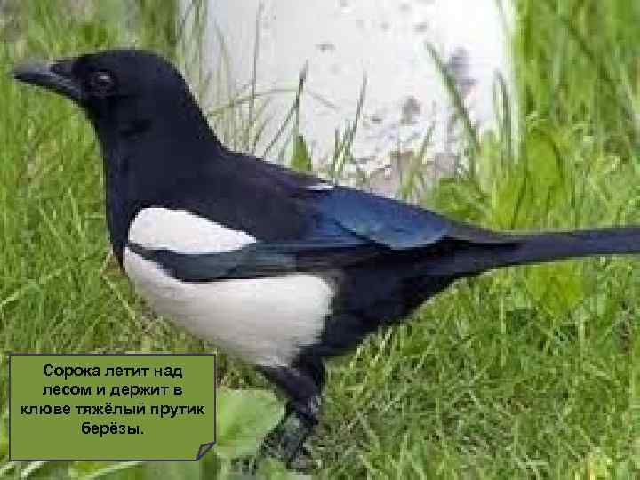 Сорока летит над лесом и держит в клюве тяжёлый прутик берёзы. 