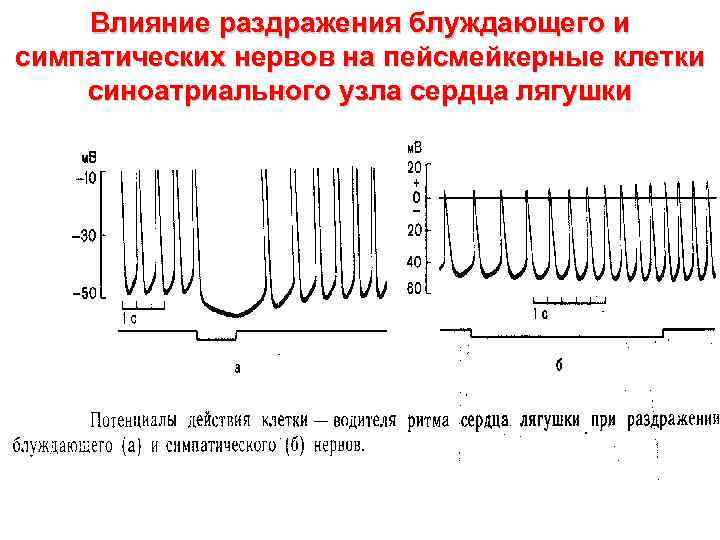 Влияние раздражения блуждающего и симпатических нервов на пейсмейкерные клетки синоатриального узла сердца лягушки 