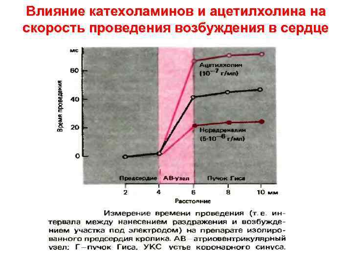 Влияние катехоламинов и ацетилхолина на скорость проведения возбуждения в сердце 