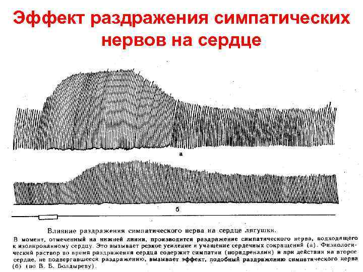 Эффект раздражения симпатических нервов на сердце 