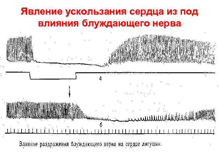 Явление ускользания сердца из под влияния блуждающего нерва 