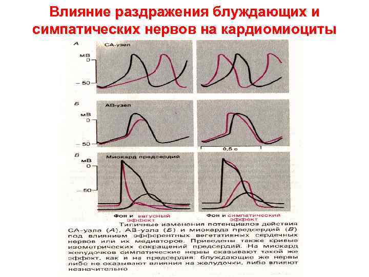 Влияние раздражения блуждающих и симпатических нервов на кардиомиоциты 