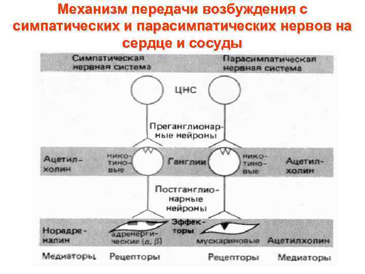 Механизм передачи возбуждения с симпатических и парасимпатических нервов на сердце и сосуды 