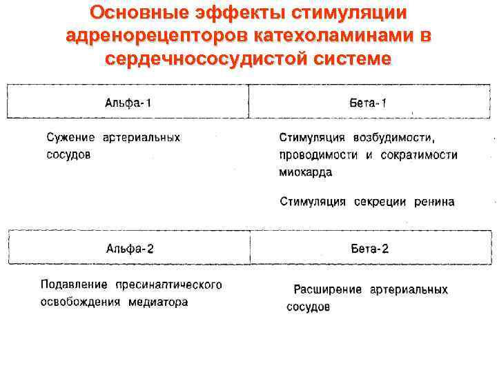 Альфа адренорецепторы локализация. Расположение бета 2 адренорецепторов. Локализация бета 2 адренорецепторов. Альфа 1 адренорецепторы локализация. Альфа 1 адренорецепторы расположение.