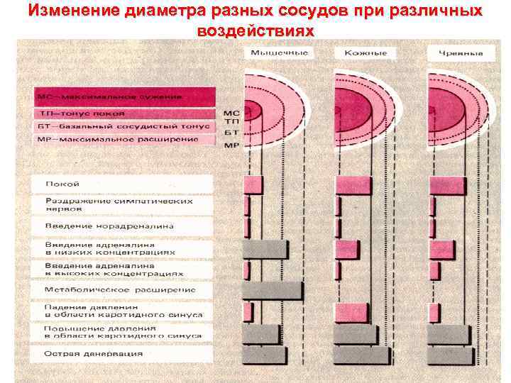 Изменение диаметра разных сосудов при различных воздействиях 