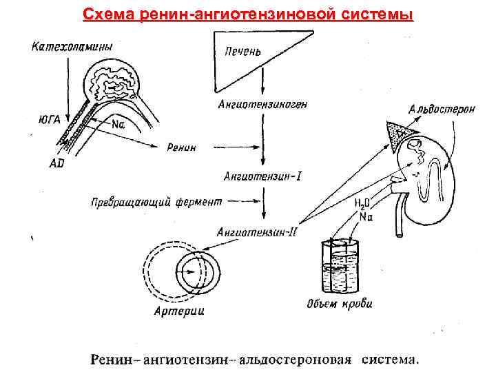 Ренин ангиотензиновая система схема