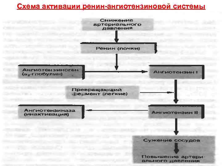 Схема приема адаптогенов по гаркави