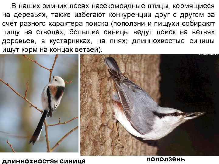 В наших зимних лесах насекомоядные птицы, кормящиеся на деревьях, также избегают конкуренции друг с
