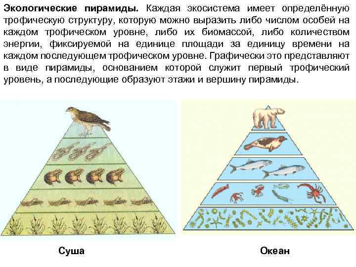 Экологические пирамиды. Каждая экосистема имеет определённую трофическую структуру, которую можно выразить либо числом особей