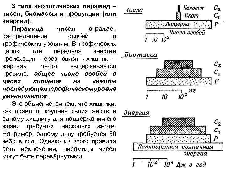 3 типа экологических пирамид – чисел, биомассы и продукции (или энергии). Пирамида чисел отражает