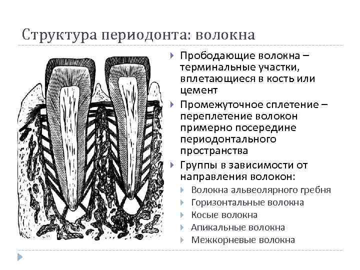 Схема структурной организации периодонтальной связки