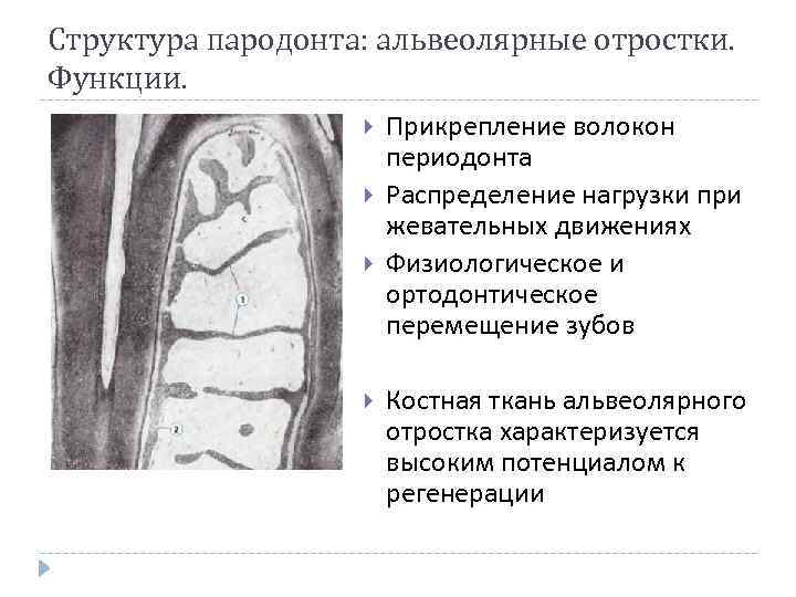 Функции пародонта. Строение костной ткани альвеолярного отростка. Альвеолярный отросток функции. Строение альвеолярной кости. Структура костной ткани альвеолы.