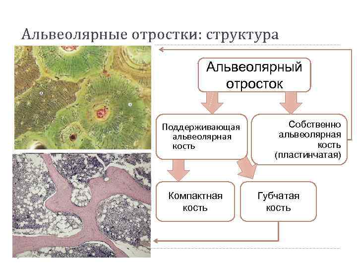 Стенка альвеолы состоит вымени