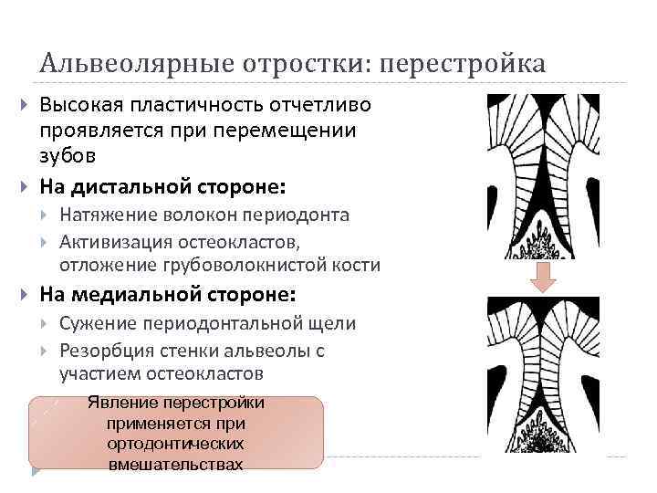 Альвеолярные отростки: перестройка Высокая пластичность отчетливо проявляется при перемещении зубов На дистальной стороне: Натяжение