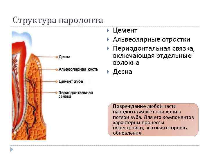 Пародонт строение и функции презентация