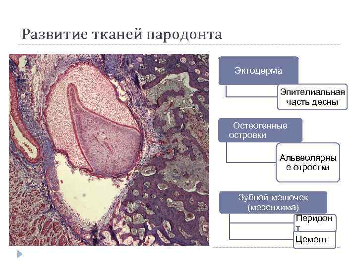 Десквамация