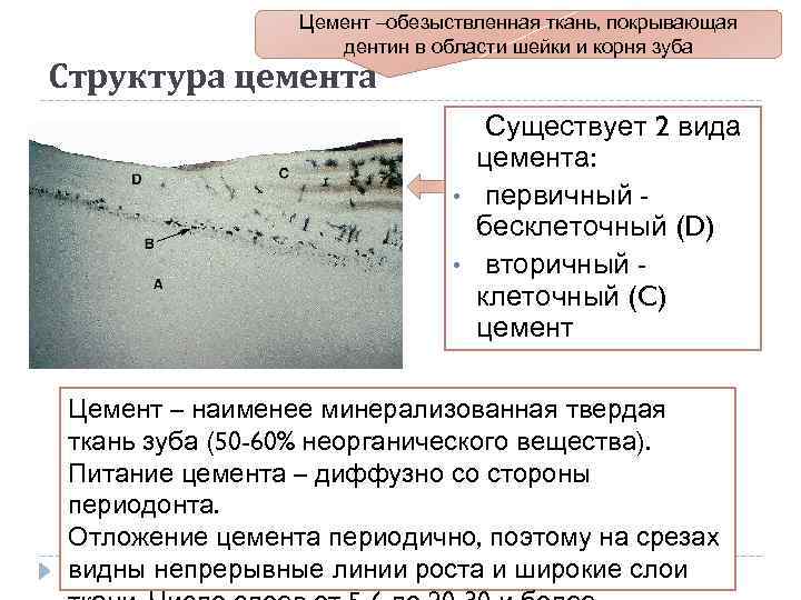 Цемент –обезыствленная ткань, покрывающая дентин в области шейки и корня зуба Структура цемента •